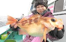 茨城県・日立沖に“抱卵沖メバル”の春が来た！