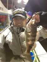 大阪湾半夜のメバル釣り好釣果！竿頭は50～60匹