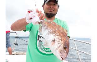 兵庫県・明石海峡のマダイ、連日安定釣果！！