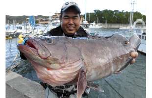 静岡県・南伊豆沖のマハタ釣り、イワシの泳がせで好調！！