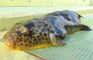 東京湾のアカメフグ(ヒガンフグ)、釣り味、食味最高!!