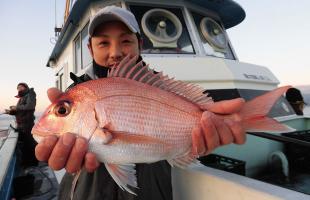 静岡県・田子の浦沖のコマセ・マダイ、手軽に良型好調！！