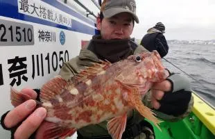 釣ってよし食べてよし！東京湾のカサゴ、今が“旬”！！