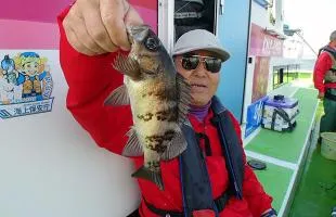 東京湾・本牧沖のメバル、魚影の濃さ抜群！