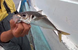 のんびりと船釣りを満喫！千葉県・内房保田沖のアジ