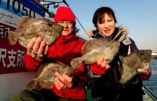 東京湾・竹岡沖の“肝パン”カワハギ絶好調!!