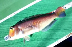 正月の“赤い魚”は神奈川・久比里の“大アマダイ”に決まり！
