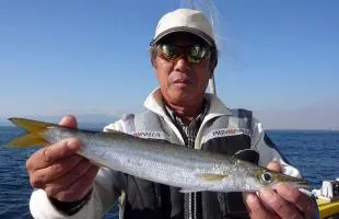 釣ってよし、食べて最高！隠れた人気魚・湘南の“大カマス”！