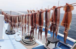 重量感ズッシリ！千葉県・南房沖の“夏スルメ”