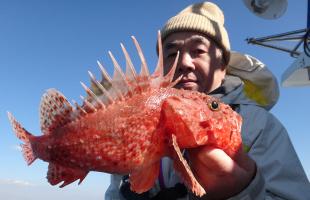 千葉県・南房、オニカサゴが絶好調！