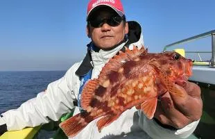 東京湾口・初冬を飾るカサゴ釣り