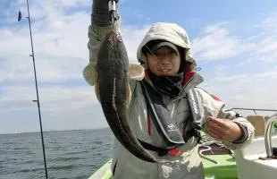 江戸前の高級魚・マゴチ、サクラと共に満開！