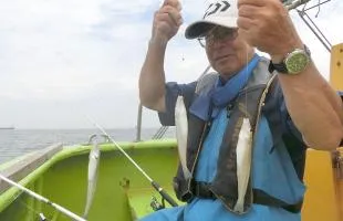 東京湾のシロギス絶好調！半日釣りで束釣りも！