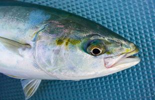 東京湾口付近でワラサ・イナダが入れ食いモード！！