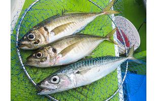 東京湾の「ビシ・アジ釣り」大型アジ、サバのチャンス到来！