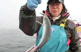 東京湾のLTアジ、春の潮と共に釣果上昇！
