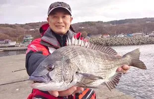 青森県・大泊漁港、フカセ釣りで狙う初冬のクロダイ