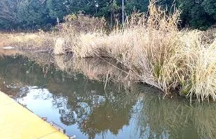 野田幸手園　埼玉のヘラブナ釣り場にタナゴ釣り場誕生！