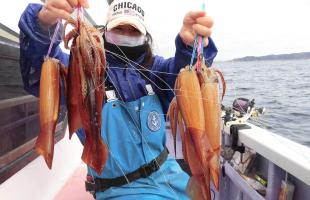 千葉県・南房総のヤリイカ&スルメイカ開幕!