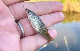 秋田県・雄物川水系の草生津（くそうづ）川で小物釣り