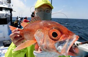 千葉県・犬吠埼沖のアカムツ、浅場も深場も良型多く絶好調！！