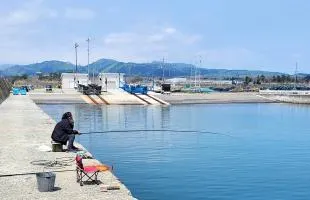 北海道・長万部の大中漁港に“ニシン襲来”