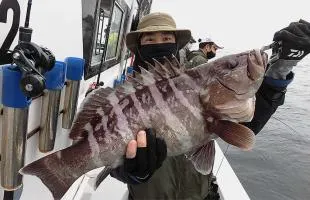 千葉県・大原沖で良型マハタが絶好調！！