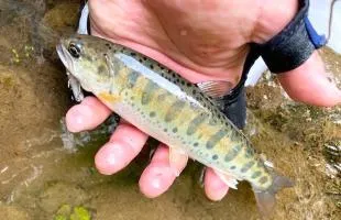 秋田県・雄物川水系、旭川のヤマメ釣り