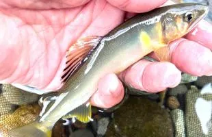 静岡県のトップを切って興津川のアユ釣りが解禁！