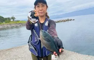 静岡県・初島、フカセで狙うメジナ釣り、イシダイも…