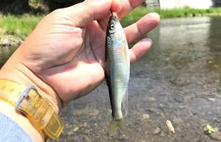 埼玉県・入間川でオイカワ爆釣！地域伝承の流し毛バリに驚愕！