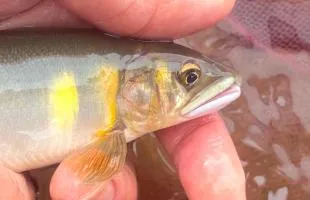 山梨県・桂川支流の葛野川、「真っ黄っ黄」の湖産アユを釣る！