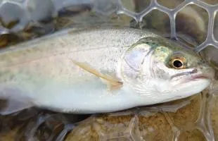 北海道・十勝川は“虫”。スピナーで美しいニジマスを釣る！