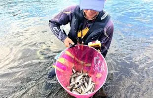 新潟県・村上市の三面川、伝統の“鮭文化”と天然アユ！