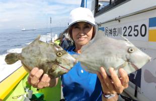 東京湾口のカワハギ、鴨居～竹岡沖で数型とも好調！！