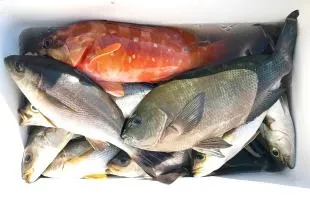 静岡県・西伊豆、雲見の磯 メジナ、イサキ、“青物”、根魚を狙って磯釣り大会