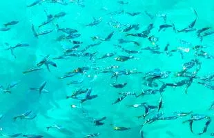 静岡県：沼津・秋の木負堤防で青く輝く美しき魚が乱舞じゃ～！！