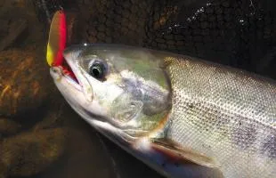 新潟県・村上、三面川　カムバックサーモン！男3人サケ釣り紀行