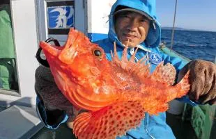 クロムツ＆オニカサゴのリレー船！クーラーが高級魚の宝石箱に！