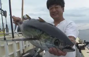 相模湾のキハダマグロ、20～30kg台も！