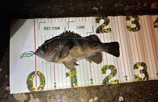青森市内でメバリング！早春のライトゲームは“春告魚”から…