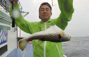 シーズン開幕！千葉県・大原沖のショウサイフグ