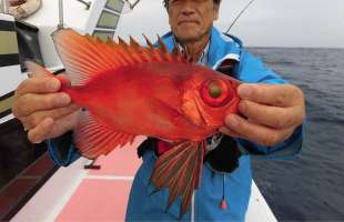 千葉県・乙浜港沖のチカメキントキ、強烈な引き込み！