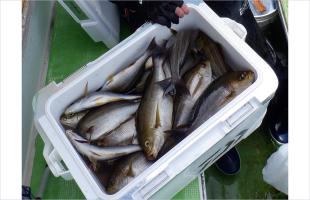 《“旬魚”が大漁!》イサキ&アジ、数、型、白子、全て絶好調!! 勝山【利八丸】