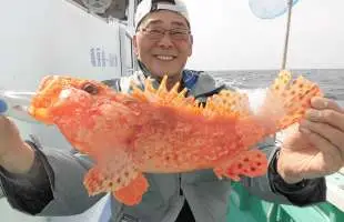 千葉県・布良沖のオニカサゴ！大型にヱビス顔！