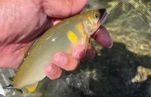 【今年はデカイぞ！】豪快に！爽快に！楽しむ大アユ釣り！『岐阜県・高原川水系』