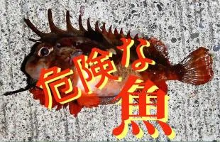 【触っちゃだめ！】釣り人が出会った危険な魚まとめ［その１］