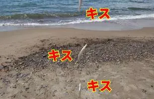 日本海の砂浜でキスが鈴なりに！例年厳しい9月も好調をキープ！？【青森県・五所川原】
