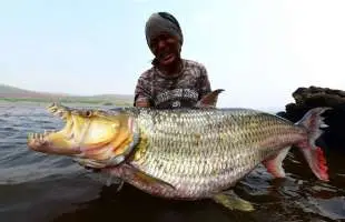 見た目はアレだが美味すぎる【怪魚料理ベスト3】！「ピラニアの出汁がいい仕事をしている（筆者）」