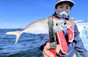 竿頭100尾！！東京湾LTアジ連日“絶好釣”！　東京都平和島『船宿 まる八』